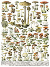 Load image into Gallery viewer, Iron Orchid Designs Transfer Millot&#39;s Pages New Release