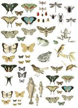 Load image into Gallery viewer, Iron Orchid Designs Transfer Entomology  - featuring butterflies, frogs, birds and more. 
